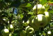 أكثر من 26700 طن تقديرات إنتاج التفاح في اللاذقية