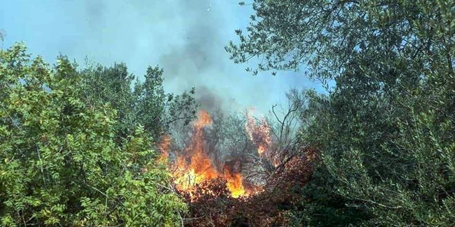 إخماد حريق طال أشجاراً مثمرة وحراجية بريف حمص الغربي