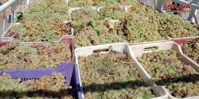 الشركة السورية لتصنيع العنب بالسويداء مستمرة باستقبال محصول المزارعين خلال أيام العطلة