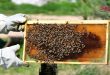 قطاع إنتاج العسل على طريق التعافي… زيادة في عدد الخلايا وكمية الإنتاج