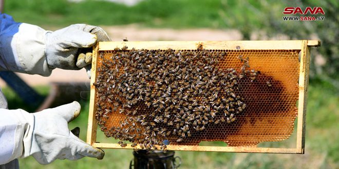 قطاع إنتاج العسل على طريق التعافي… زيادة في عدد الخلايا وكمية الإنتاج