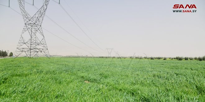 زراعة أكثر من 2650 هكتاراً بالمحاصيل العلفية في حماة