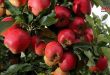 تسويق 158 طناً من محصول التفاح وصرف أثمانها للمزارعين بالسويداء