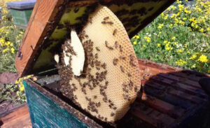 حرفة إنتاج العسل في عين حلاقيم… مهنة متوارثة وتميز بالكم والنوع – S A N A