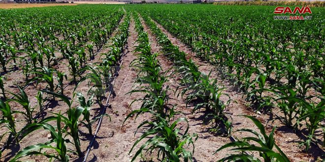 Yellow maize cultivation increased in al-Ghab area