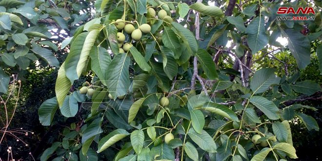 Hama produces approximately 668 walnut tons