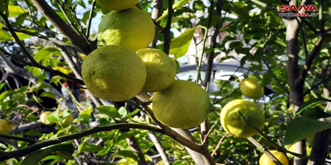 More than 190 ,000 tons the estimated total production of citrus in Tartous