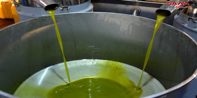 More than 13 thousand tons of olive oil produced in Homs