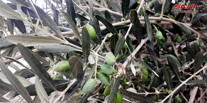 Olive season is coming and expectations of a bountiful season this year