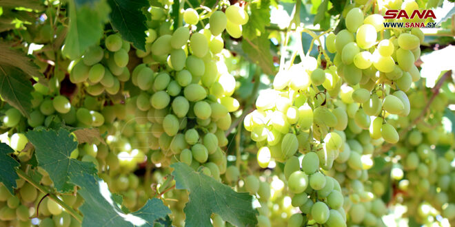 Grape harvesting season in Sweida province begins