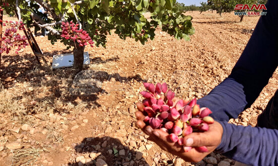 Activities of pistachio picking festival starts in Aleppo city