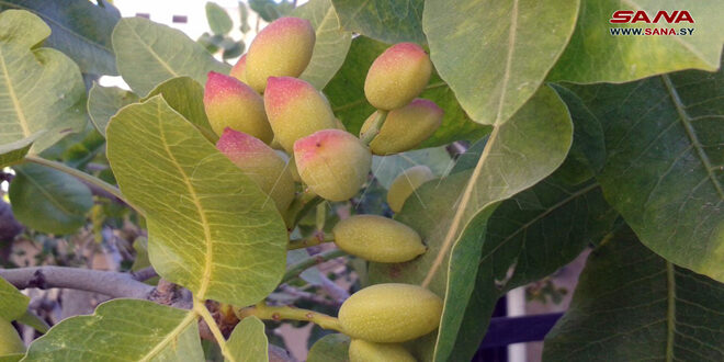 Harvesting pistachio crop in Sweida province starts