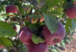 The apples of the occupied Syrian Golan… A story of steadfastness and rootedness for our people