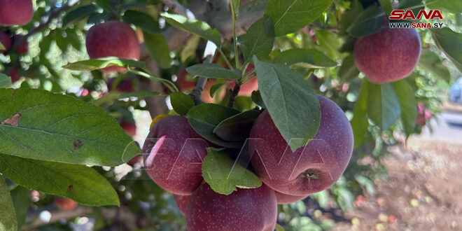 The apples of the occupied Syrian Golan… A story of steadfastness and rootedness for our people