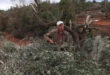 Israeli settlers uproot hundreds of olive trees, southern Nablus