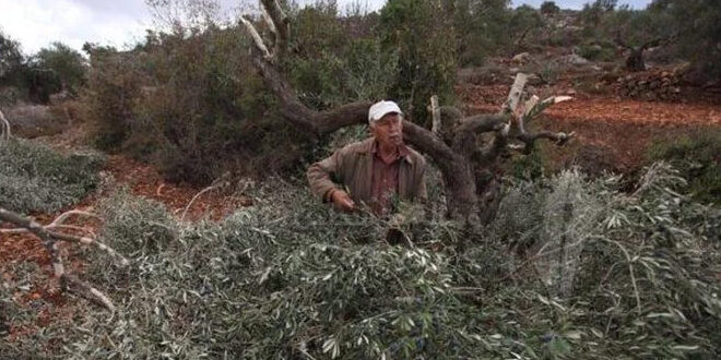 Israeli settlers uproot hundreds of olive trees, southern Nablus