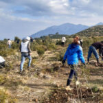 Afforestation campaign starts in northern countryside of Lattakia province