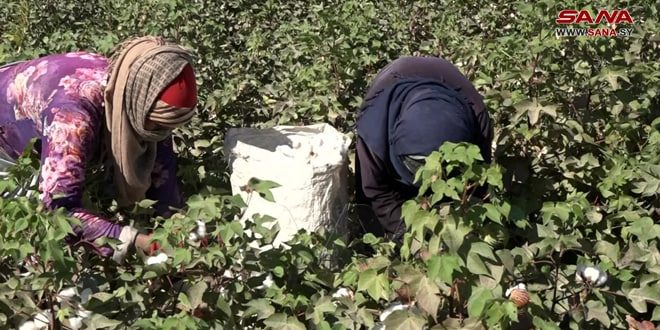 Cosecha del algodón en  la provincia de Deir Ezzor