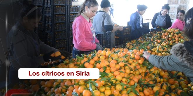 Comercialización y exportación de los cítricos en Siria (video)
