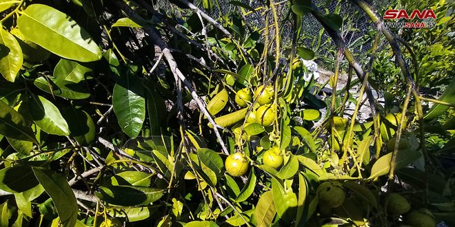 El cultivo de frutas tropicales en la provincia costera siria de Tartous (+fotos)