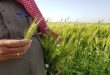 Agricultores sirios siembran más de un millón 200 mil hectáreas con trigo