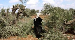 Fuerzas de ocupación israelíes atacan tierras palestinas en Cisjordania