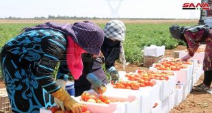 Provincia siria produce 312 mil toneladas de tomate