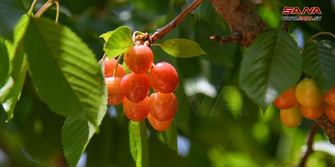 Provincia siria de Damasco-campo produce más de 47 mil toneladas de cereza