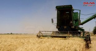 Agricultores sirios concluyen la cosecha de más de un millón de hectáreas de trigo