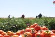 Cosecha del tomate en las zonas rurales de Damasco