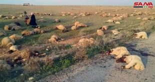 Terroristas atacan y asesinan a seis pastores en el desierto de Deir Ezzor