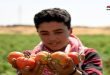 Damasco-campo produce mÃ¡s de 30 mil toneladas de tomate (+fotos)