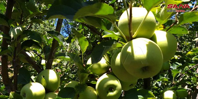 پیش بینی تولید 26 هزار و 716 تن سیب در لاذقیه