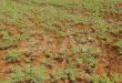 کاشت 32 هزار هکتار از اراضی با محصول عدس در شهر دیر الزور