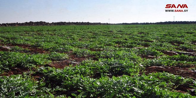 اختصاص بیش از 32 هزار هکتار از مناطق امن سوریه به کشت سبزیجات تابستانی