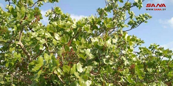 La culture de la pistache à Soueida…Développement dans les zones cultivées