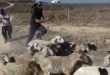 מספר חקלאים פלסטינים נפצעו כשנתקפו על ידי מתנחלים בדרום חברון