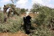 מתנחלים תוקפים שטחי הפלסטינים בדרום בית לחם