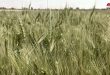 В провинции Ракка выделено три пункта по приему пшеницы