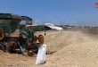 В Дейр-эз-Зоре завершены все приготовления к приему от крестьян урожая пшеницы
