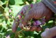 В окрестностях Кардахи традиционно выращивают дамасскую розу