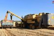 В Сирии заключен контракт с земледельцами о производстве 80 000 тонн семян пшеницы
