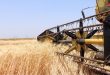 В Дараа ускоренными темпами крестьяне продолжают сдавать пшеницу государству