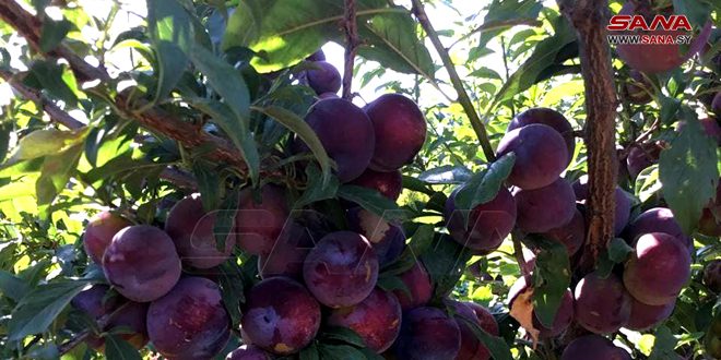Планируется собрать хороший урожай персиков и слив в Хаме