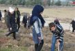В Хомсе начинается кампания по посадке 1000 лесных деревьев
