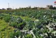 Озимые овощные культуры долины Аль-Габ в Хаме