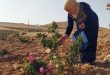 В селении Аль-Мрах открылся ежегодный красочный фестиваль «Дамасская роза»