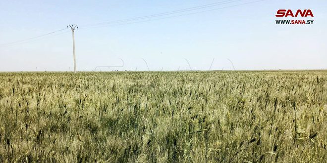 Lazkiye Çiftçileri: Buğday Alım Fiyatının Yükseltilmesi Ekili Alanların Artmasına Teşvik Ediyor