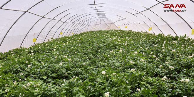 Morik’te Patates Tohumu Çoğaltma Projesi.. Kendi Kendine Yeterlilik İçin Bir Adım