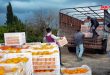 السورية للتجارة تستجر أكثر من مئة طن حمضيات من مزارعي اللاذقية